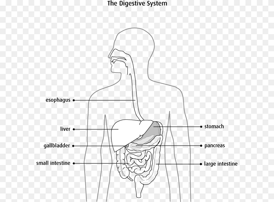 Diagram Of The Digestive System Digestive System Diagram Colon, City, Urban, Architecture, Building Free Png