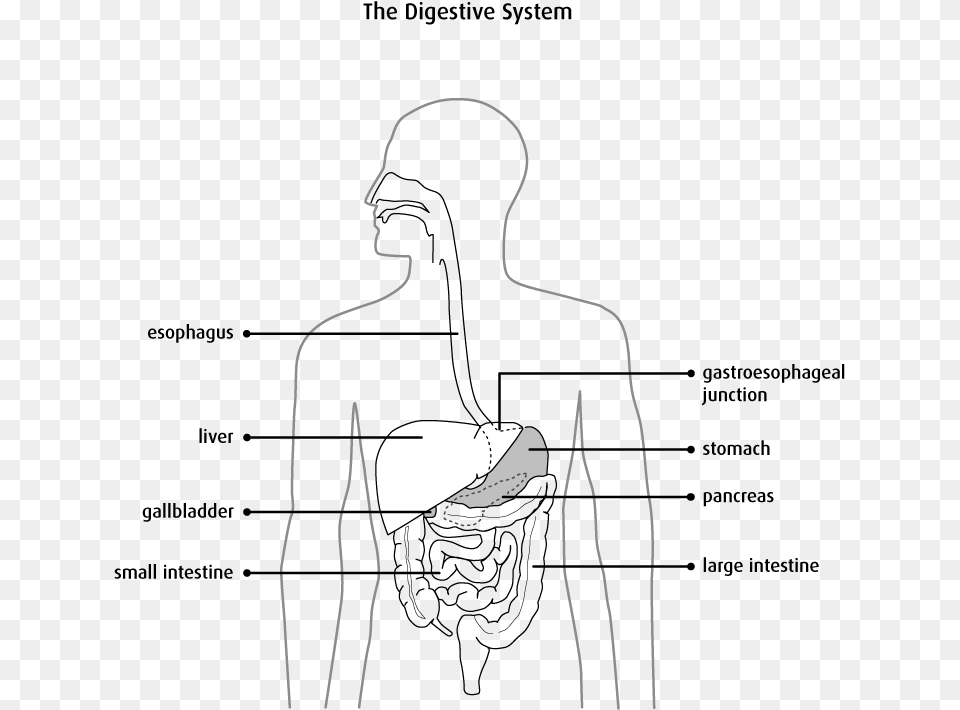 Diagram Of The Digestive System Pancreas Anatomie Et Physiologie, Silhouette, Adult, Male, Man Png
