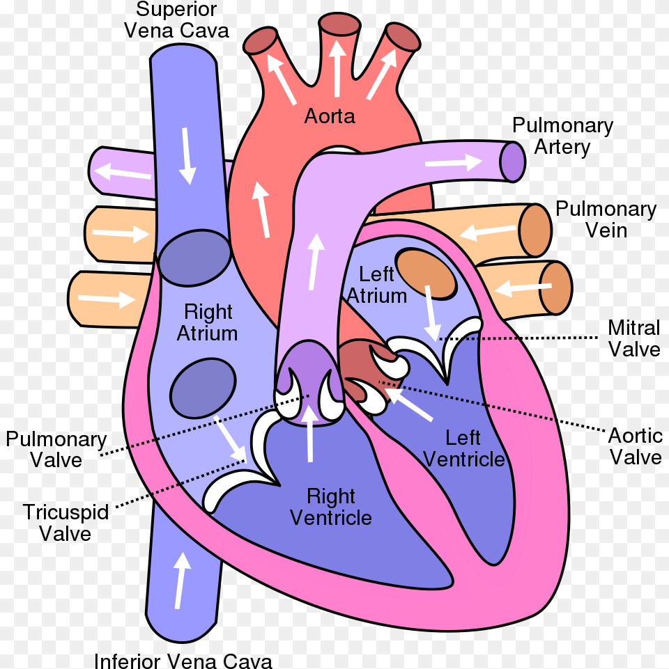 Diagram Of The Heart, Dynamite, Weapon, Massage, Person Png