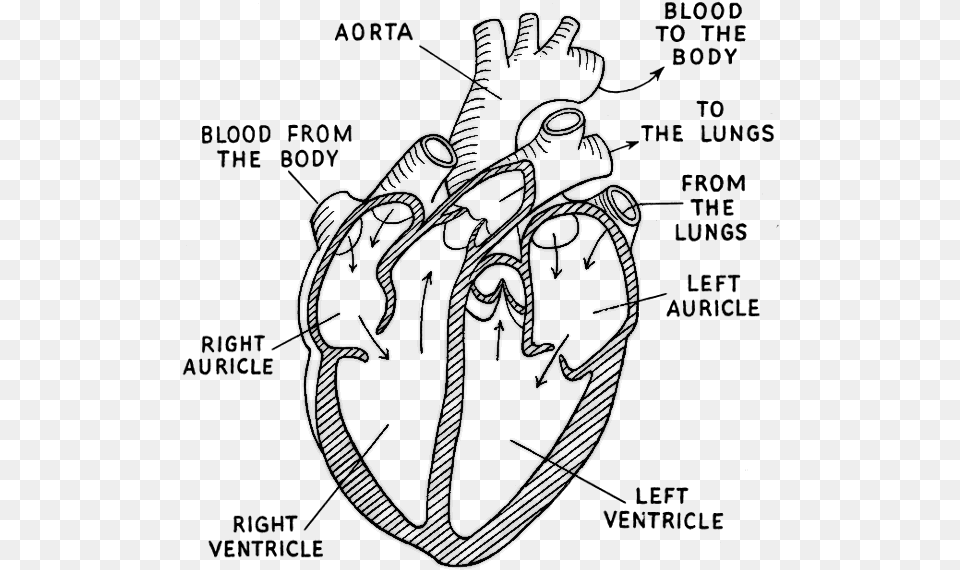 Diagram Of The Heart Black And White, Gray Free Png