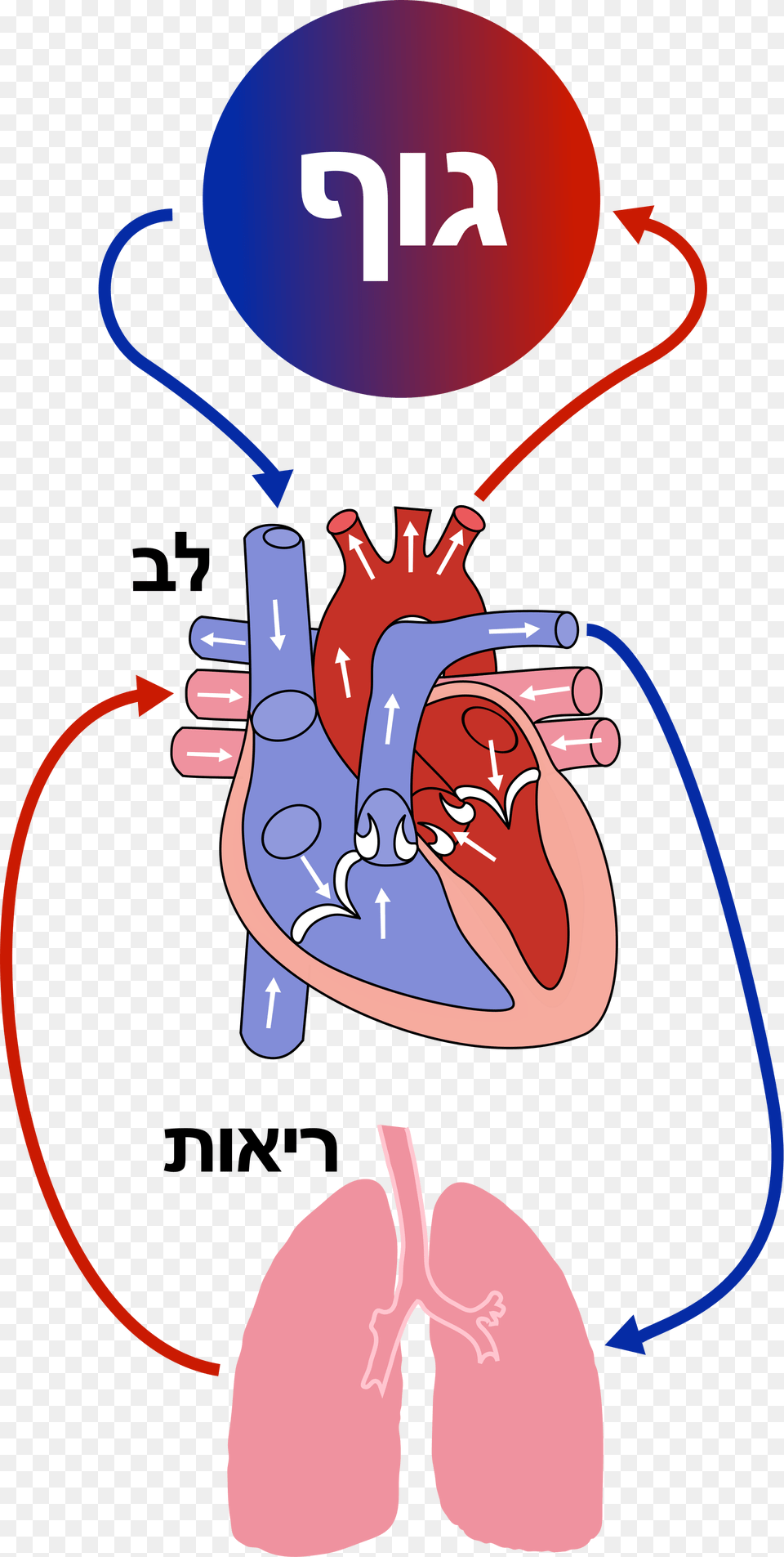 Diagram Of The Heart Clipart Download, Dynamite, Weapon Png