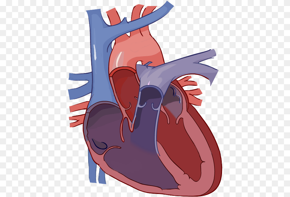 Diagram Of The Heart No Labels, Person, Body Part, Face, Head Free Png Download