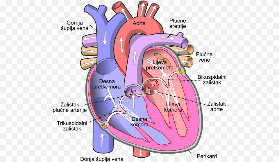 Diagram Of The Human Heart Bs Inferior Vena Cava, Dynamite, Weapon Free Png