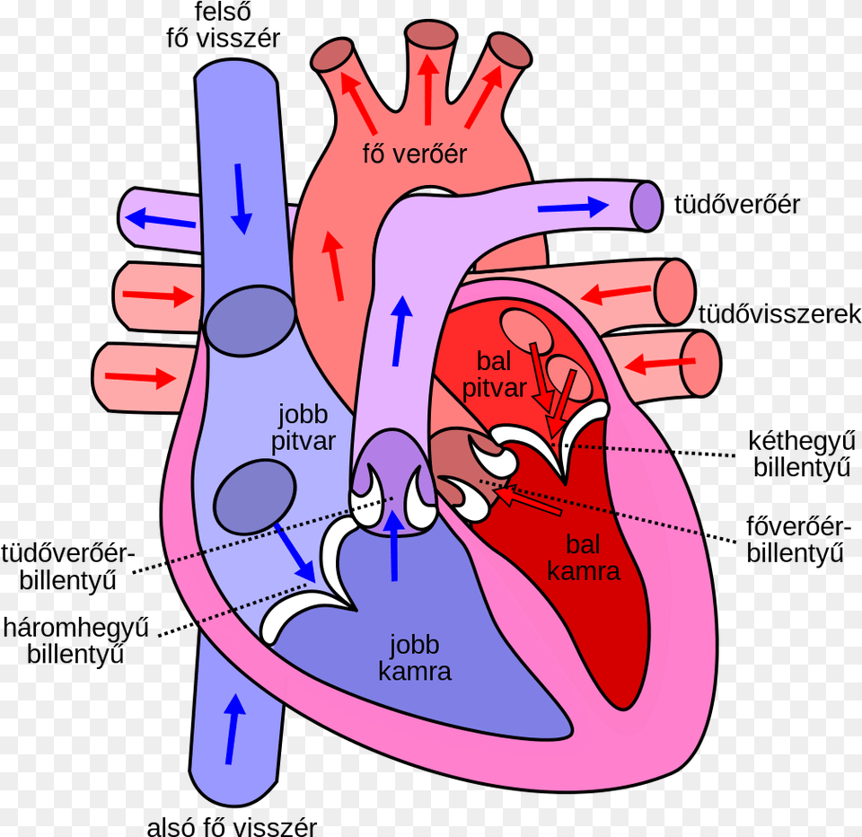 Diagram Of The Human Heart Hu Heart Diagram Hd, Dynamite, Weapon, Massage, Person Png