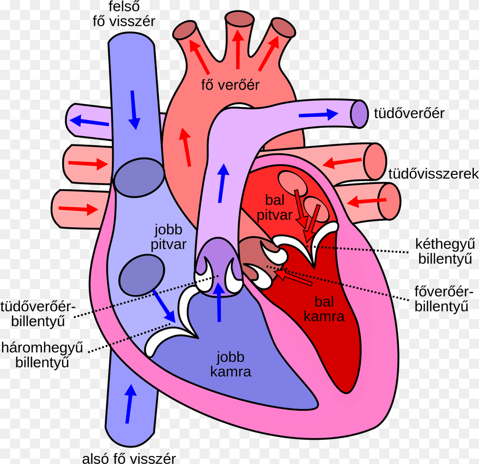 Diagram Of The Human Heart Hu Side Of The Heart Pumps Blood, Dynamite, Weapon, Massage, Person Png Image