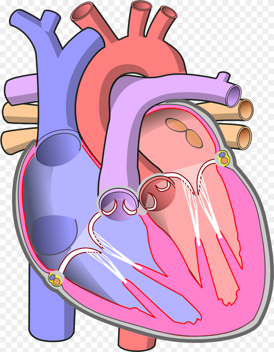 Diagram Of The Human Heart Human Heart, Dynamite, Weapon, Accessories, Glasses Free Png Download