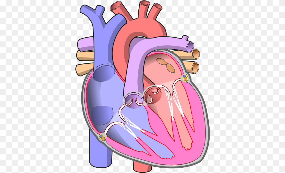 Diagram Of The Human Heart Human Heart Without Labels Png Image