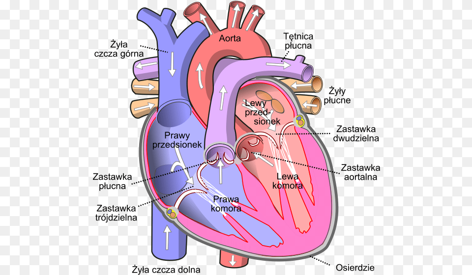 Diagram Of The Human Heart Pl Human Heart Diagram, Dynamite, Weapon Png Image