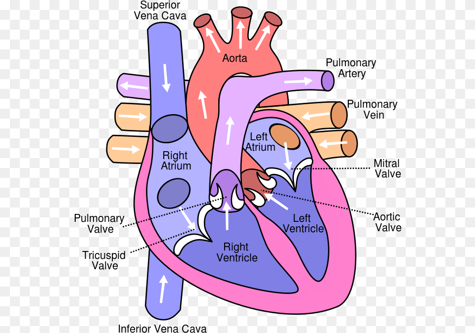 Diagram Of The Human Heart Structure Carries Deoxygenated Blood Back, Dynamite, Weapon, Massage, Person Free Png