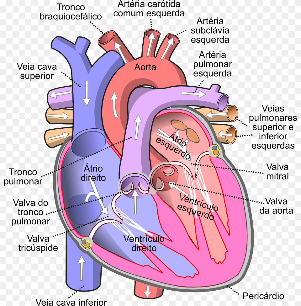 Diagram Of The Human Heart Working Of Heart Diagram, Dynamite, Weapon Free Png Download