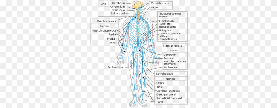 Diagram Of The Human Nervous System Peripheral Nervous System, Adult, Male, Man, Person Free Transparent Png