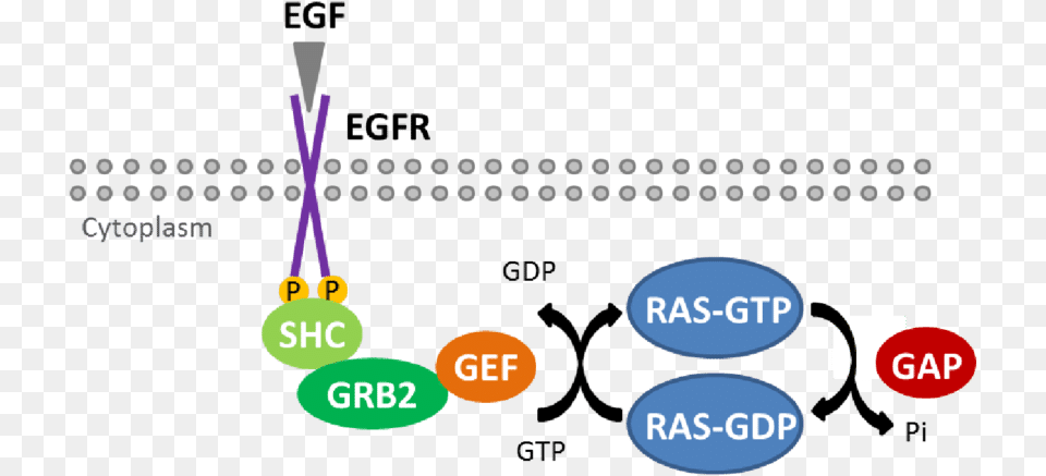 Diagram Of The Kras Gapgef Cycle Guanine Nucleotide Exchange Factor, Text Free Png Download