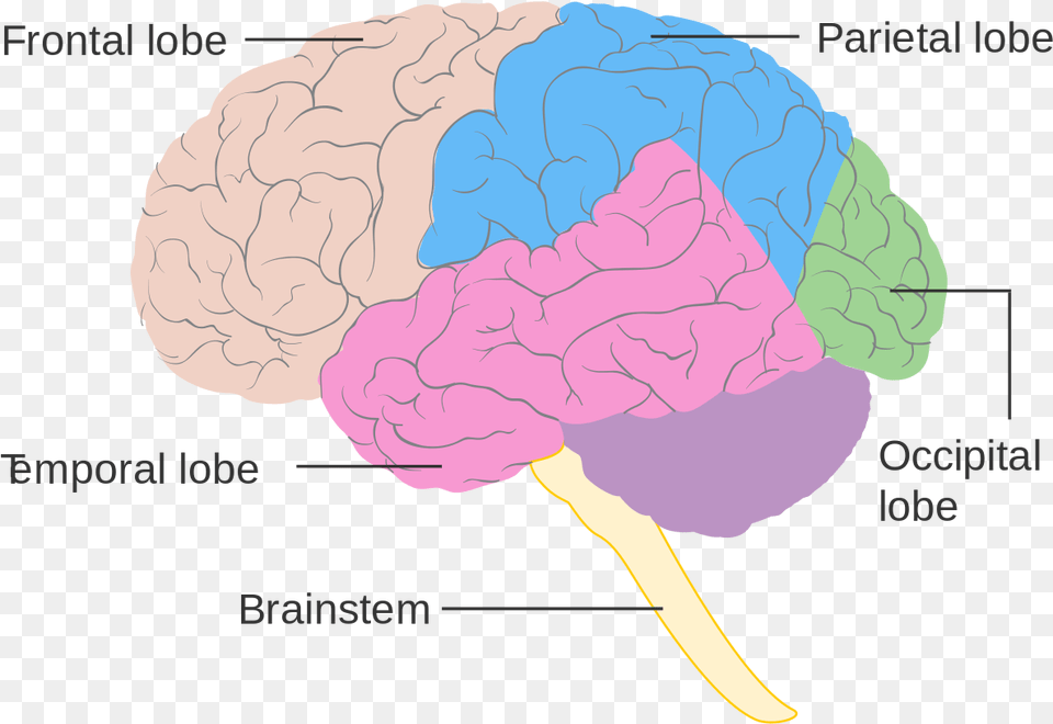 Diagram Of The Lobes, Flower, Plant, Rose Png Image