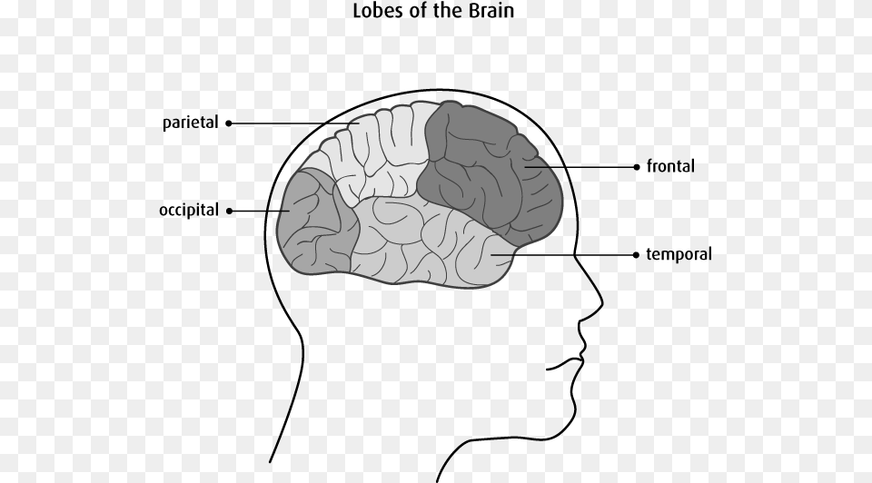Diagram Of The Lobes Of The Brain Front Of The Brain Called, Arch, Architecture, Brick, Art Free Transparent Png