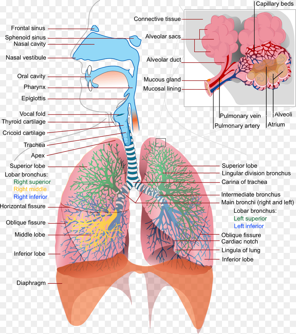 Diagram Of The Lungs Science Respiratory System Free Png Download