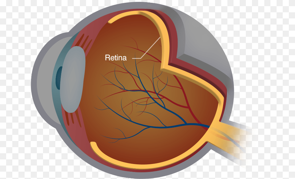 Diagram Of The Retina Disease Retina Free Transparent Png