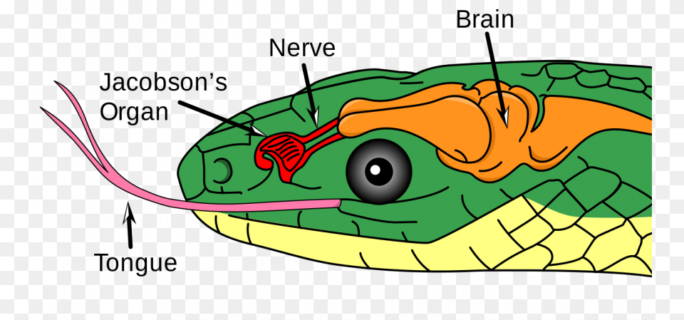 Diagram Of The Vomeronasal Organ In A Snake Snake Jacobson39s Organ, Animal, Reptile, Green Snake, Fish Png