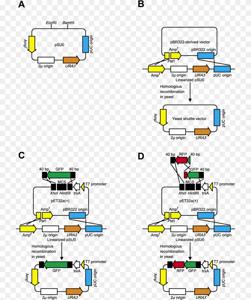 Diagram Of The Yeast Based In Vivo Cloning System Vivo In Yeast Cloning, Cad Diagram Free Png