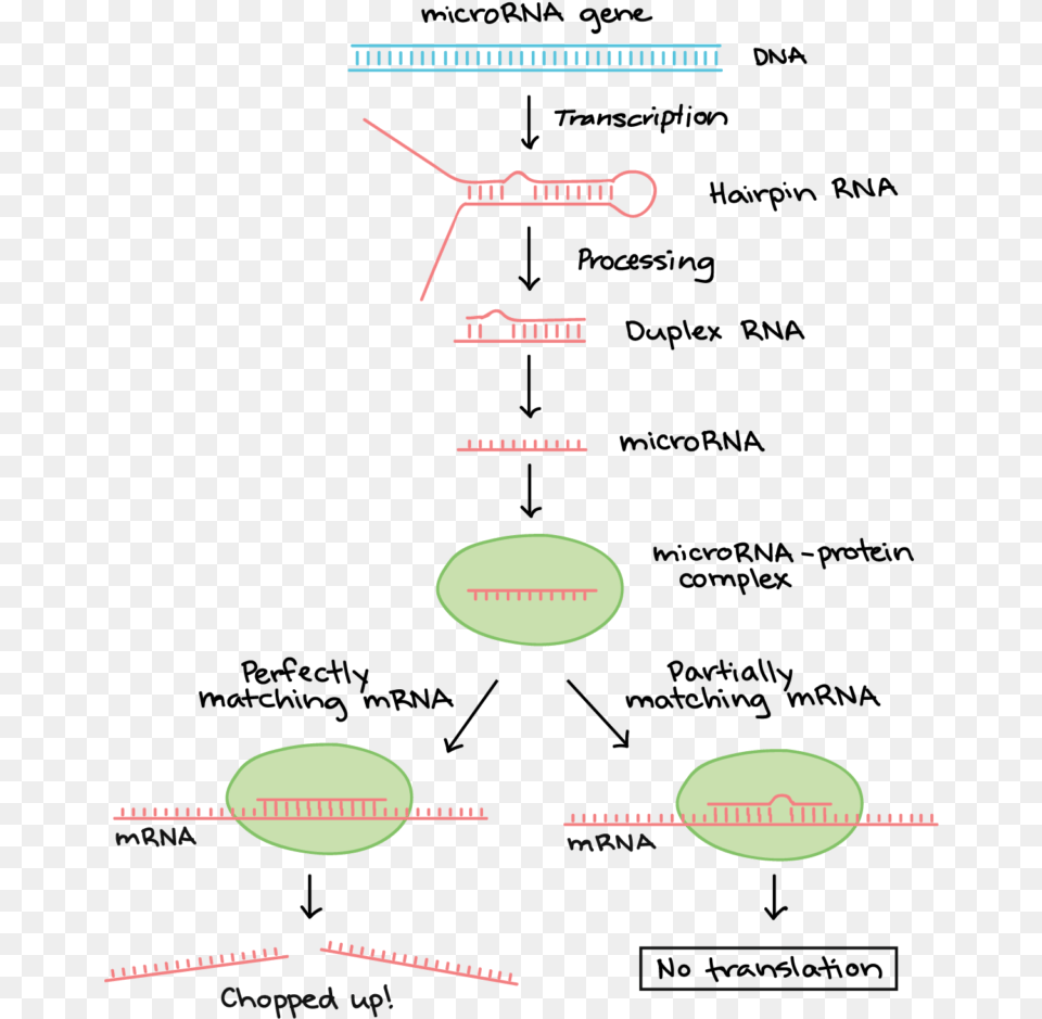 Diagram Of Where Mirnas Come From And And How They Post Transcriptional Modification Of Rna, Uml Diagram Free Transparent Png