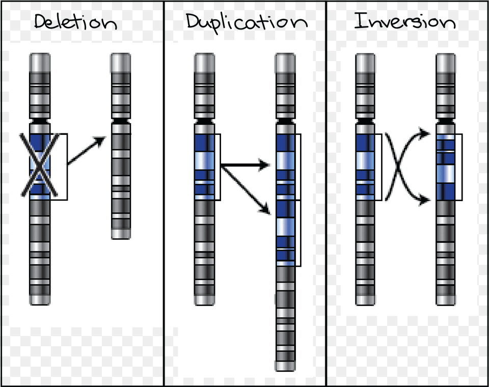 Diagram Schematically Representing A Deletion Duplication Mutation, Machine Free Png Download