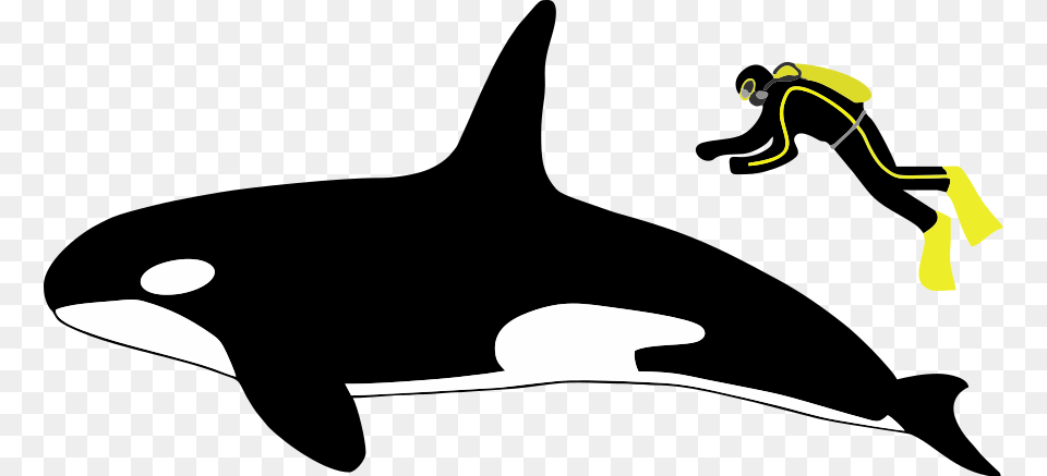 Diagram Showing A Killer Whale And Scuba Diver From Orca Vs White Shark Size Free Png Download