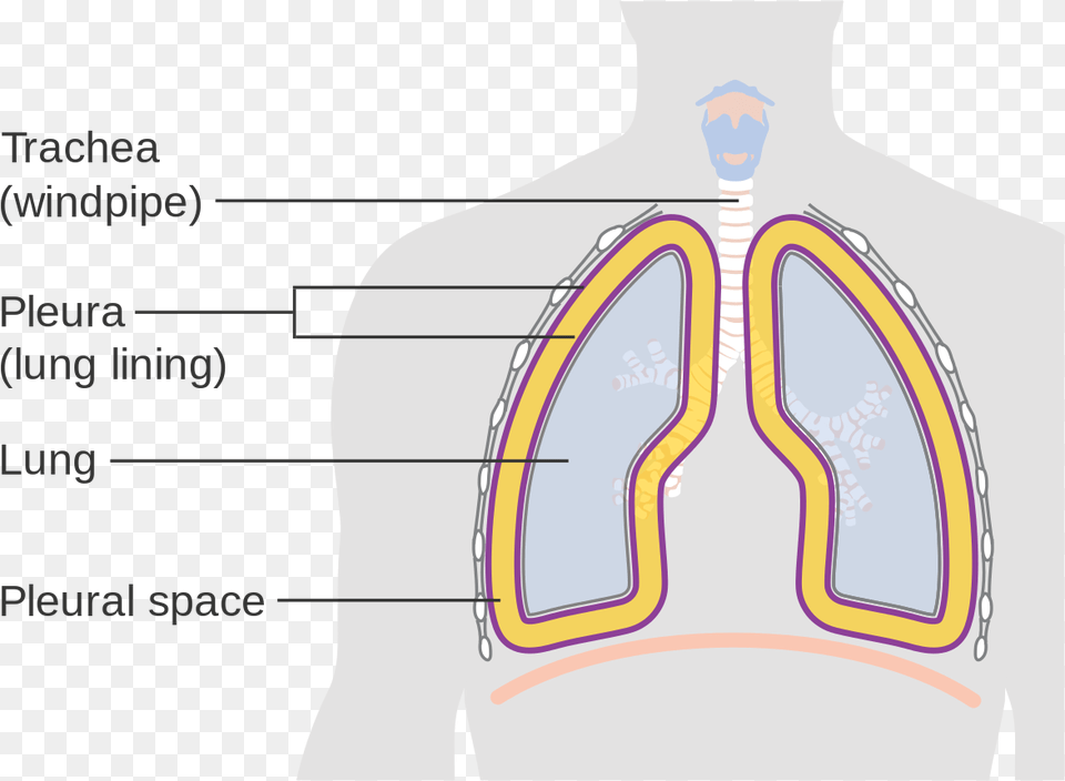 Diagram Showing The Lining Of Lungs Cruk Parietal Pleura, Chart, Plot Free Png Download