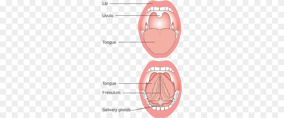 Diagram Showing The Parts Of The Mouth Cruk Mouth Diagram Transparent, Body Part, Person, Tongue, Food Png