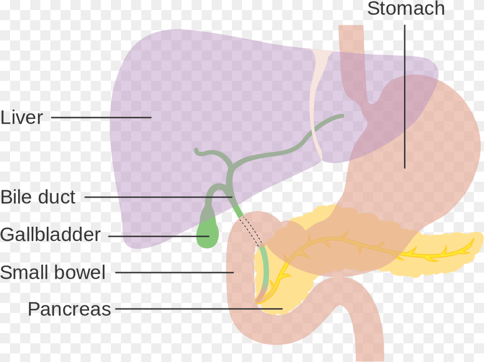 Diagram Showing The Position Of Liver Diagram, Chart, Plot, Baby, Person Free Png Download