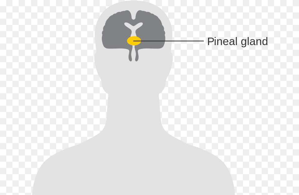Diagram Showing The Position Of The Pineal Gland In Pituitary Gland No Background, Body Part, Face, Head, Neck Free Png