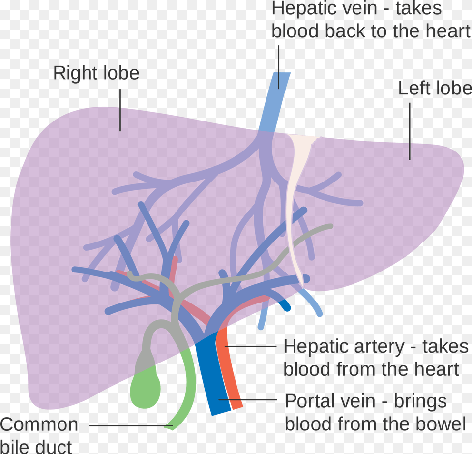 Diagram Showing The Two Lobes Of The Liver And Its Blood Supply To Liver, Clothing, Hat Png Image