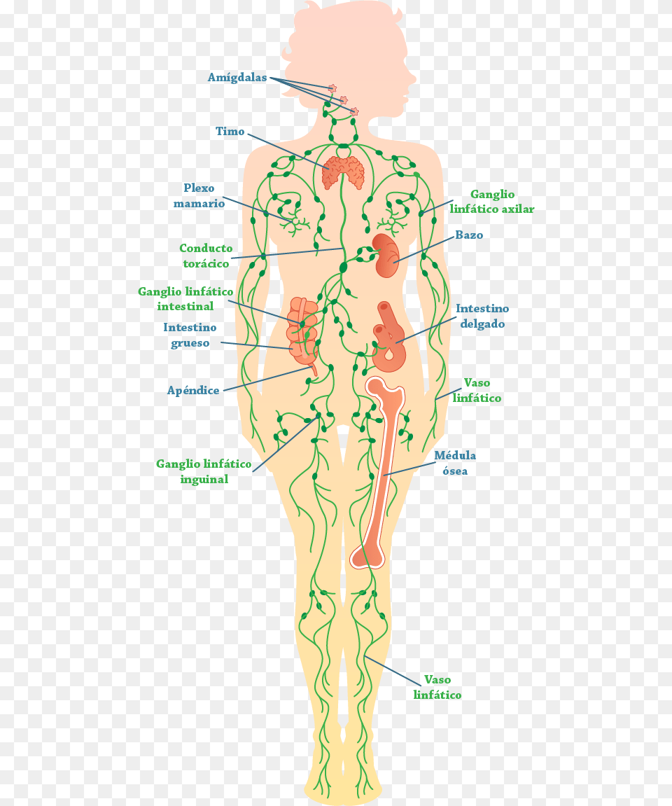 Diagrama Del Sistema Linftico Causes Lymphedema, Chart, Plot, Adult, Female Free Png