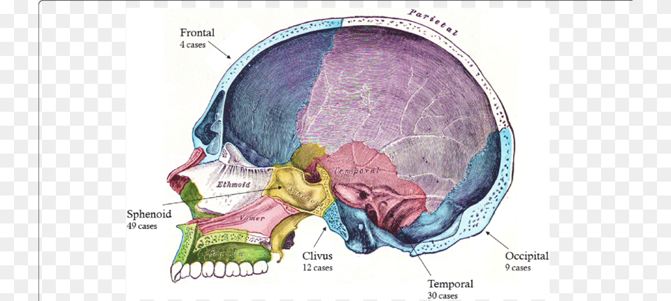 Diagrammatic Representation Of The Human Skull In Sagittal Skull Clivus, Chart, Plot, Ct Scan Png