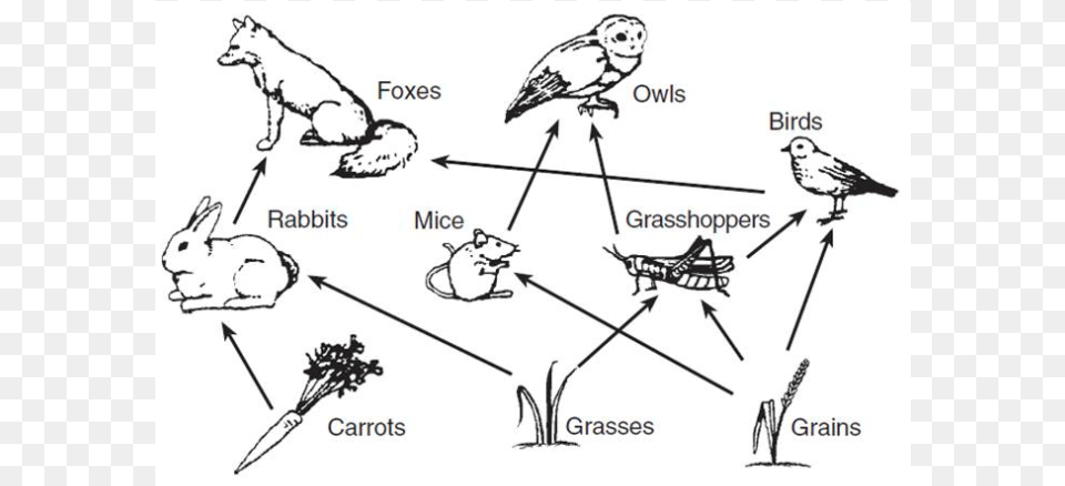 Diagrams Of Food Webs, Animal, Bird, Canine, Dog Free Transparent Png