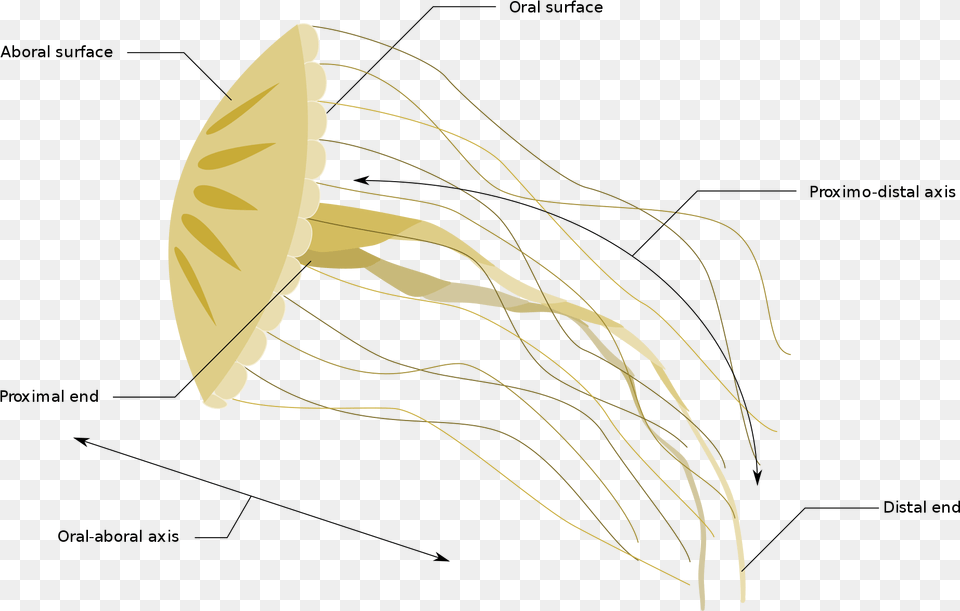 Diagrams Of Jellyfish Download, Animal, Invertebrate, Sea Life Png