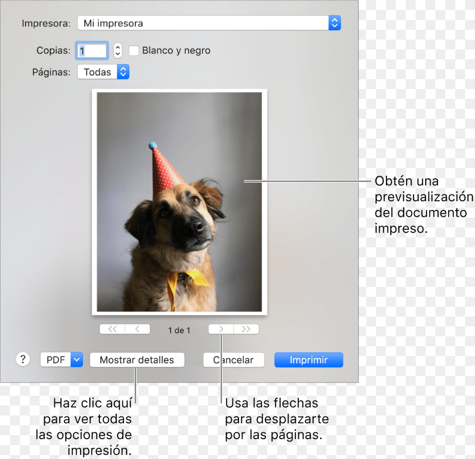 Dialog Box, Hat, Clothing, Pet, Mammal Free Png