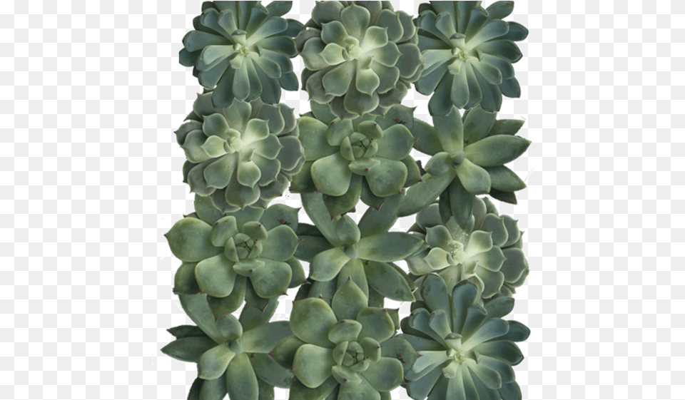 Diameter Succulent Cuttings In Green And Grey Tones Succulent Plant, Potted Plant, Leaf, Pottery, Planter Free Png