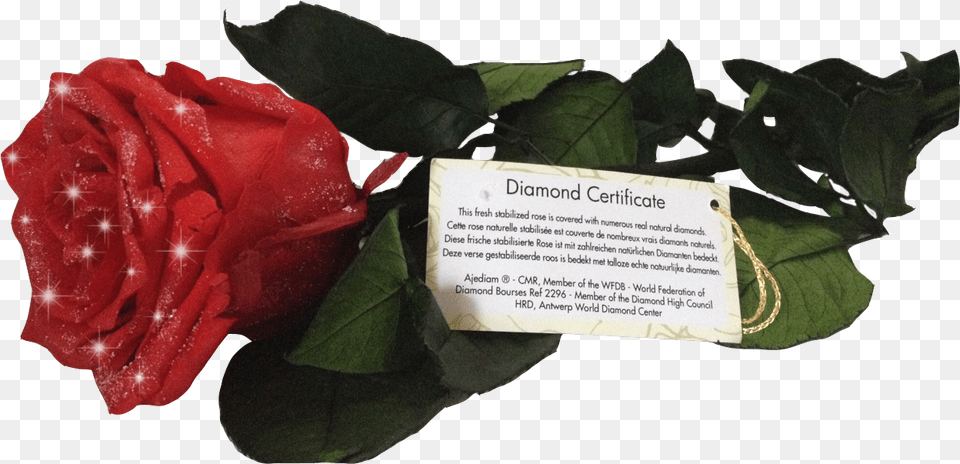 Diamond Rose Certificate, Flower, Leaf, Plant, Petal Png Image