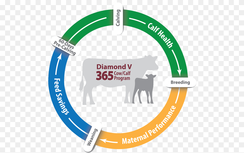 Diamond V Beef 365 Cowcalf Program Working Animal, Cattle, Livestock, Mammal, Cow Free Transparent Png
