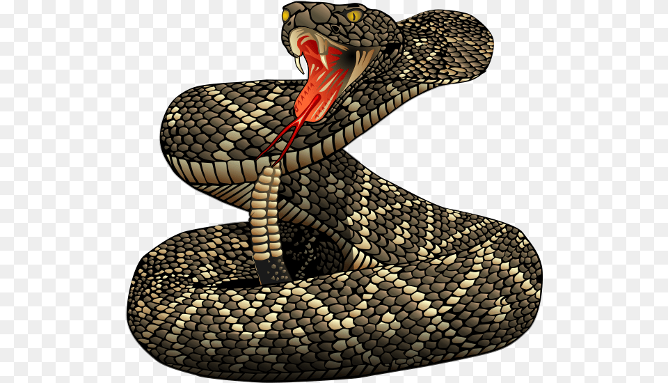 Diamondback Rattlesnake Pictures Wow Rattlesnake, Animal, Reptile, Snake, Bird Free Transparent Png