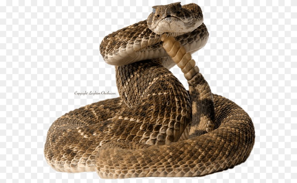 Diamondback Snake Pic Snake Coiled Transparent, Animal, Reptile, Rattlesnake Free Png Download