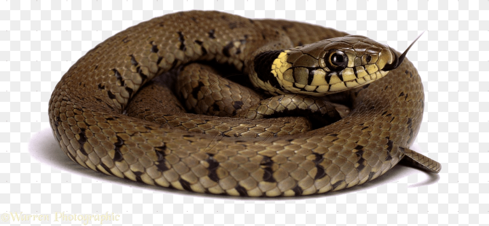 Diamondback Snake Picture Snakes On White Background, Animal, Reptile Free Png