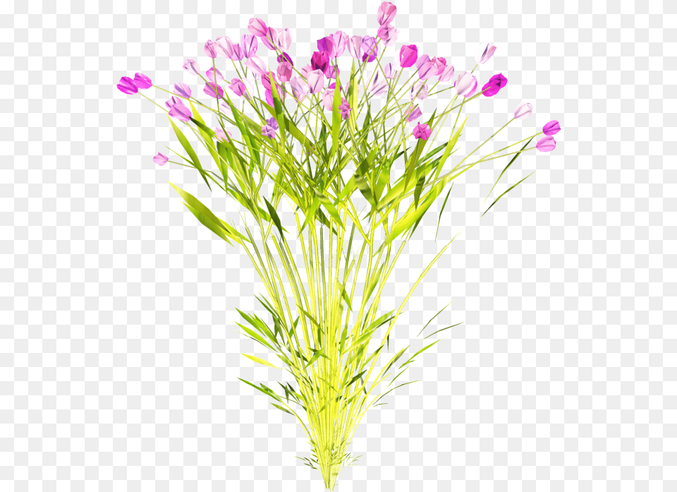 Dianthus, Flower, Flower Arrangement, Flower Bouquet, Plant Png