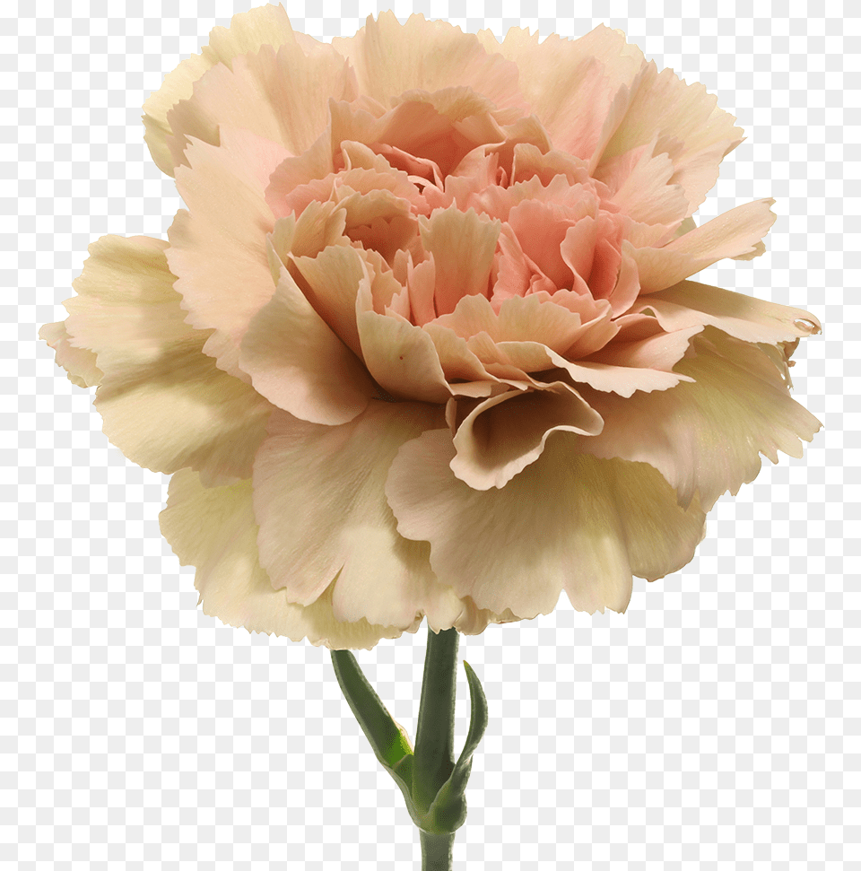 Dianthus Caramel, Carnation, Flower, Plant, Rose Png Image