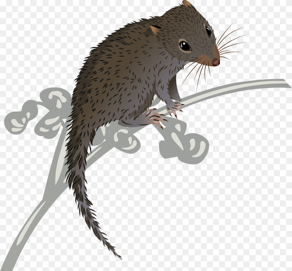 Dibbler Clipart, Animal, Mammal, Rat, Rodent Free Transparent Png