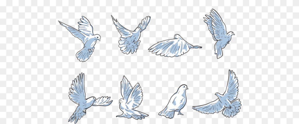 Dibujo Animado De Paloma, Animal, Bird, Pigeon, Dove Png