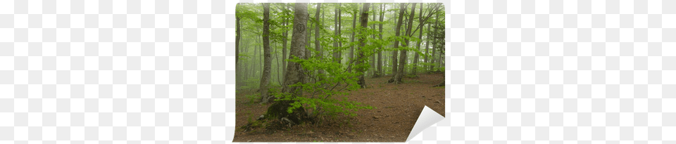 Dibujo De Corazn En Rbol En Bosque Con Niebla Drawing, Grove, Vegetation, Tree, Woodland Png