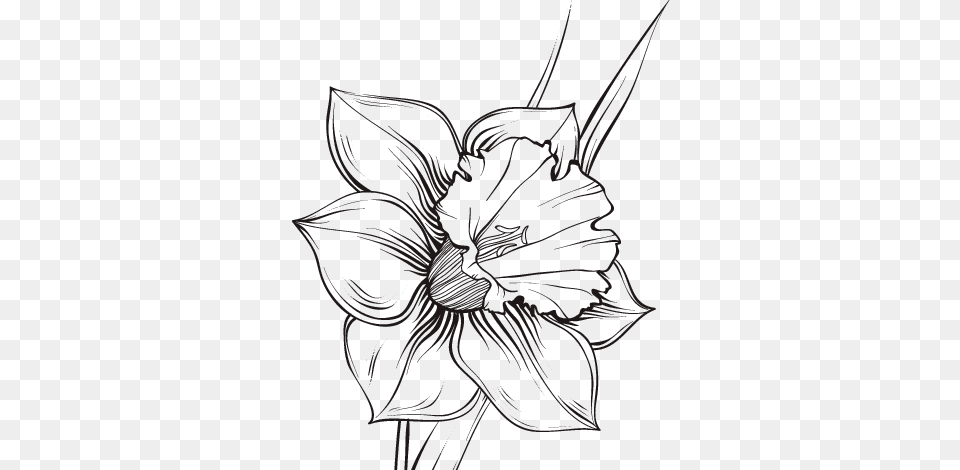 Dibujo De Flor De Narciso Para Colorear Plantas, Art, Drawing, Flower, Plant Free Png