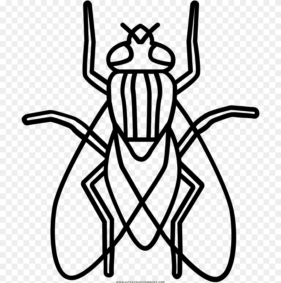 Dibujo De Mosca Para Colorear Insects Out Lines, Gray Free Png