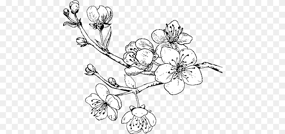 Dibujo De Rama De Cerezo Para Colorear Drawing Of Cherry Tree, Plant, Flower, Art, Cherry Blossom Png Image