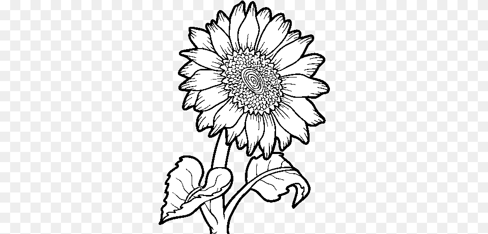 Dibujo De Un Girasol Para Colorear Outline Images Of Sunflower, Art, Daisy, Drawing, Flower Free Png